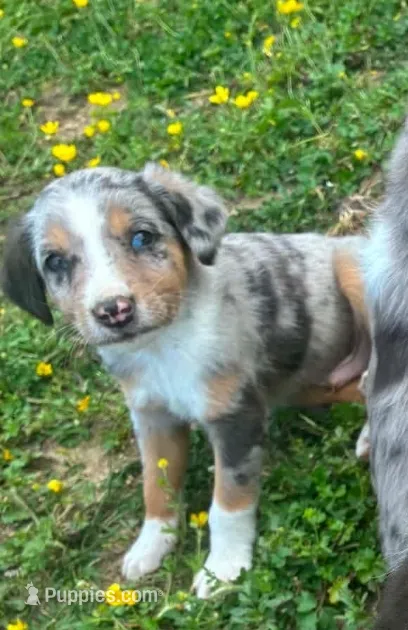 Phil – Australian Shepherd, Labrador Retriever puppy for sale in Hamlin, WV