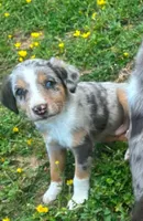 Phil, a male Australian Shepherd and Labrador Retriever for sale in Hamlin, WV – 1 of 4