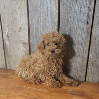 Leah, a female Poodle - Toy  for sale in Hamlin, WV – Photo 1 of 4