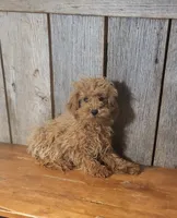 Leah, a female Poodle - Toy  for sale in Hamlin, WV – Photo 1 of 4