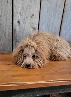 Leah, a female Poodle - Toy  for sale in Hamlin, WV – 3 of 3