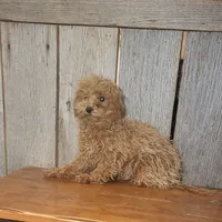 Leah, a female Poodle - Toy  for sale in Hamlin, WV – Photo 4 of 4