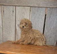 Leah, a female Poodle - Toy  for sale in Hamlin, WV – Photo 4 of 4
