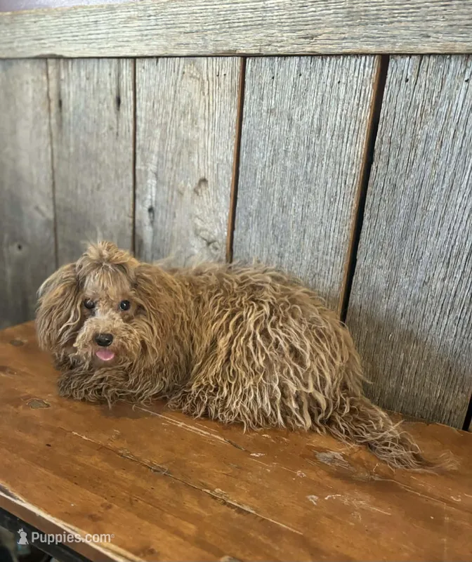 Leah – Poodle - Toy  puppy for sale in Hamlin, WV