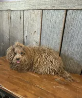 Leah, a female Poodle - Toy  for sale in Hamlin, WV – 1 of 3