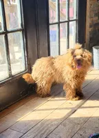 Leah, a female Poodle - Toy  for sale in Hamlin, WV – 2 of 3