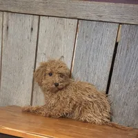 Leah, a female Poodle - Toy  for sale in Hamlin, WV – Photo 2 of 4