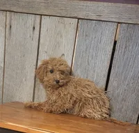 Leah, a female Poodle - Toy  for sale in Hamlin, WV – Photo 2 of 4