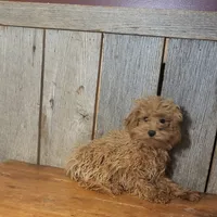 Leah, a female Poodle - Toy  for sale in Hamlin, WV – Photo 3 of 4