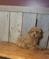 Leah, a female Poodle - Toy  for sale in Hamlin, WV – Photo 3 of 4