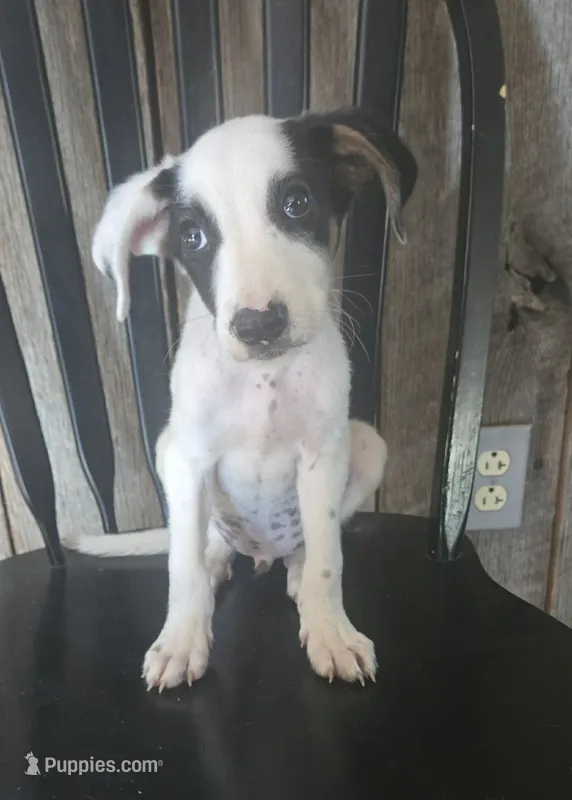 Forge – Jack Russell Terrier, Labrador Retriever puppy for sale in Hamlin, WV