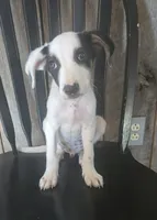 Forge, a male Jack Russell Terrier and Labrador Retriever for sale in Hamlin, WV – 1 of 4