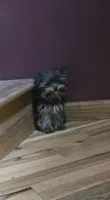 Princess , a female Yorkshire Terrier for sale in Hamlin, WV – 2 of 5