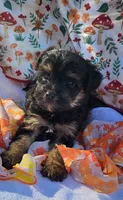Billy, a male Yorkipoo for sale in Hamlin, WV – 3 of 5