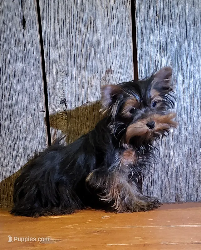 Princess  – Yorkshire Terrier puppy for sale in Hamlin, WV