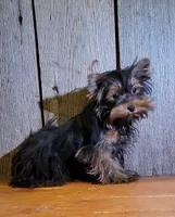 Princess , a female Yorkshire Terrier for sale in Hamlin, WV – 1 of 5