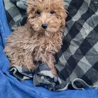 Levi, a male Poodle - Toy  for sale in Hamlin, WV – Photo 3 of 5