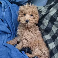 Levi, a male Poodle - Toy  for sale in Hamlin, WV – Photo 1 of 5