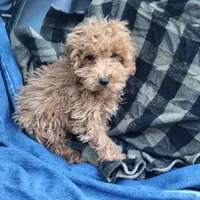 Levi, a male Poodle - Toy  for sale in Hamlin, WV – Photo 4 of 5