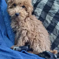 Levi, a male Poodle - Toy  for sale in Hamlin, WV – Photo 2 of 5