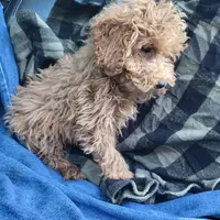 Levi, a male Poodle - Toy  for sale in Hamlin, WV – Photo 5 of 5