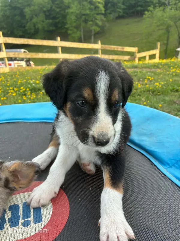 Billy – Australian Shepherd, Labrador Retriever puppy for sale in Hamlin, WV