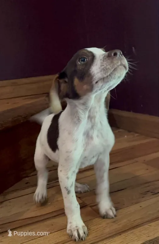 Ozzy – Jack Russell Terrier, Labrador Retriever puppy for sale in Hamlin, WV