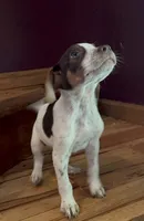 Ozzy, a male Jack Russell Terrier and Labrador Retriever for sale in Hamlin, WV – 1 of 5