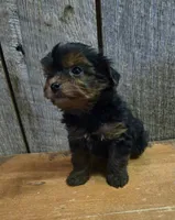 Marky, a male Yorkshire Terrier for sale in Hamlin, WV – 4 of 8