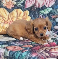 Barney , a male Cavalier King Charles Spaniel for sale in Hamlin, WV – 3 of 5