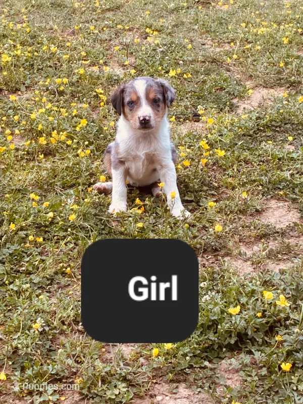 Milly – Australian Shepherd, Labrador Retriever puppy for sale in Hamlin, WV