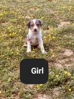 Milly, a female Australian Shepherd and Labrador Retriever for sale in Hamlin, WV – 1 of 4