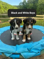 Billy, a male Australian Shepherd and Labrador Retriever for sale in Hamlin, WV – 4 of 5