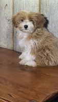 Marvin , a male Morkie for sale in Hamlin, WV – 5 of 5
