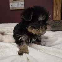 Lola, a female Yorkshire Terrier for sale in Hamlin, WV – Photo 4 of 4