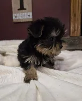 Lola, a female Yorkshire Terrier for sale in Hamlin, WV – Photo 4 of 4