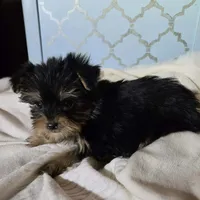 Lola, a female Yorkshire Terrier for sale in Hamlin, WV – Photo 2 of 4