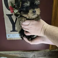 Lola, a female Yorkshire Terrier for sale in Hamlin, WV – Photo 3 of 4