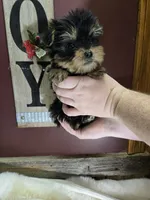 Lola, a female Yorkshire Terrier for sale in Hamlin, WV – Photo 3 of 4