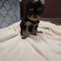 Lola, a female Yorkshire Terrier for sale in Hamlin, WV – Photo 1 of 4