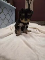 Lola, a female Yorkshire Terrier for sale in Hamlin, WV – Photo 1 of 4