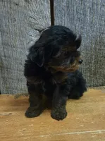 Marky, a male Yorkshire Terrier for sale in Hamlin, WV – 5 of 8