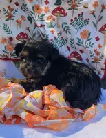 Billy, a male Yorkipoo for sale in Hamlin, WV – 4 of 5