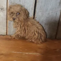 Penny, a female Poodle - Toy  for sale in Hamlin, WV – Photo 1 of 5