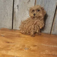 Penny, a female Poodle - Toy  for sale in Hamlin, WV – Photo 5 of 5