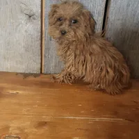 Penny, a female Poodle - Toy  for sale in Hamlin, WV – Photo 2 of 5