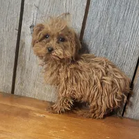 Penny, a female Poodle - Toy  for sale in Hamlin, WV – Photo 4 of 5