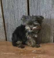 Princess , a female Yorkshire Terrier for sale in Hamlin, WV – 4 of 5