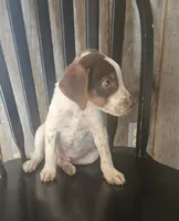 Ozzy, a male Jack Russell Terrier and Labrador Retriever for sale in Hamlin, WV – 2 of 5