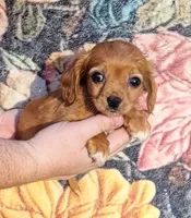 Barney , a male Cavalier King Charles Spaniel for sale in Hamlin, WV – 4 of 5